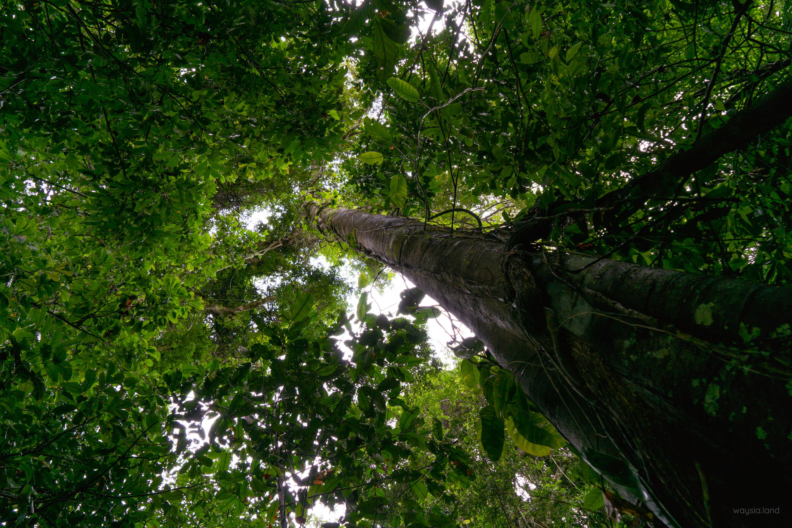 Manu, Peru – The Amazon Rainforest